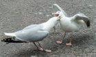 Gulls, like this pair fighting it out in Elgin town centre, are blamed for causing mayhem. Image: Jason Hedges.