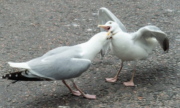 Gulls, like this pair fighting it out in Elgin town centre, are blamed for causing mayhem. Image: Jason Hedges.