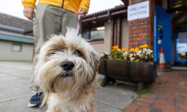 Bramble the dog outside Westhill polling station. Image: Scott Baxter / DC Thomson
