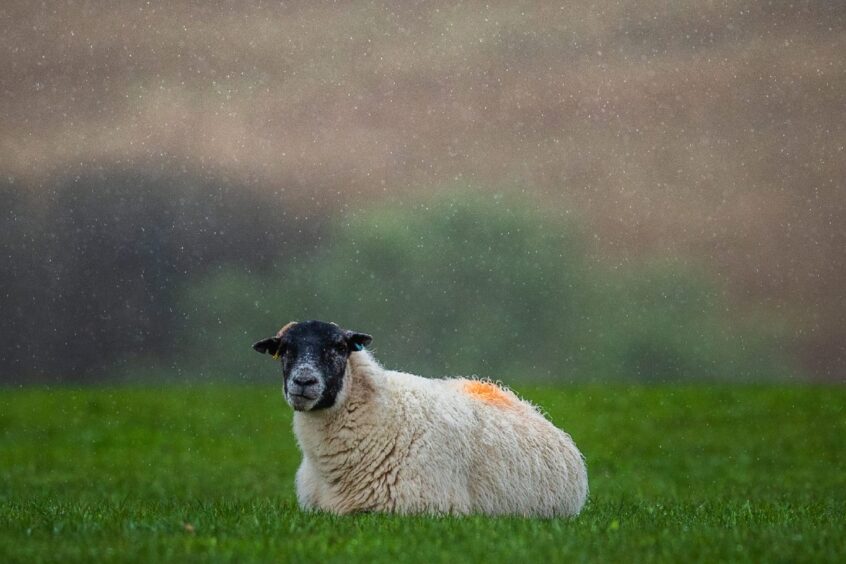 Sheep on farmland near Perth. 