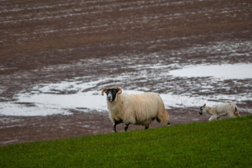 Sheep on hillside near Perth.