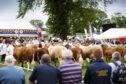 Simmental breeders from the length and breadth of Scotland will descend on Turriff Show for the national event.