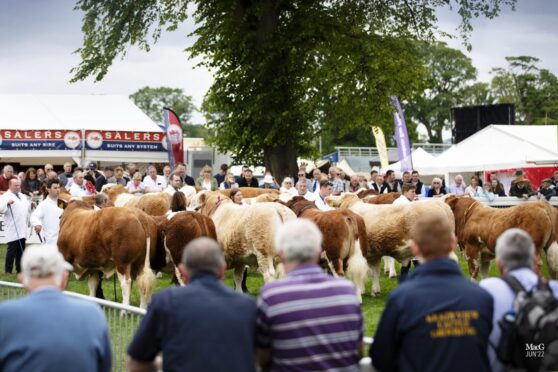 Simmental breeders from the length and breadth of Scotland will descend on Turriff Show for the national event.