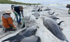 The whales have now been buried according to Orkney Council. Image: BBC Radio Orkney.