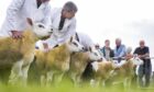 Entries for the 160th Turriff Show include 356 cattle, 891 sheep and 700 horses and ponies.