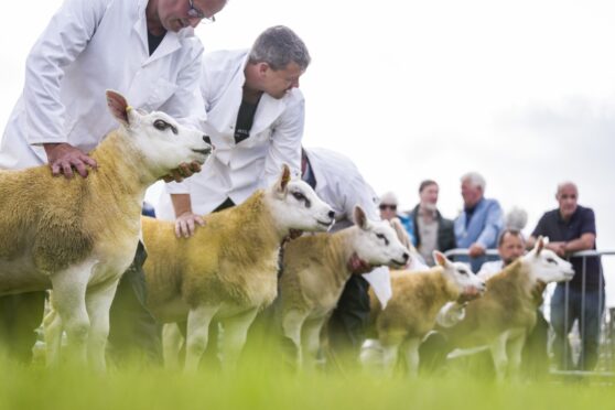 Entries for the 160th Turriff Show include 356 cattle, 891 sheep and 700 horses and ponies.