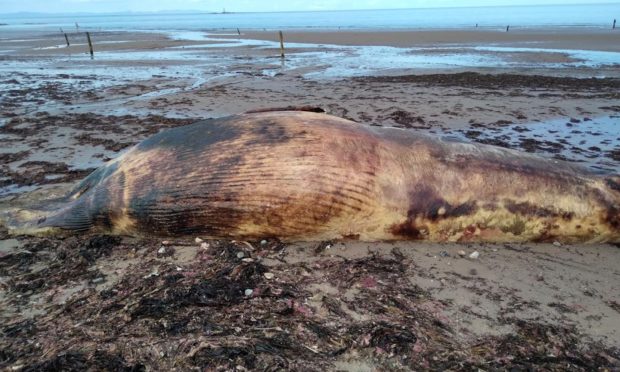 A seven metre minke whale was found washed up on Lossiemouth's West beach