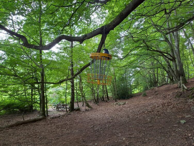 The frisbee basket hanging from a tree