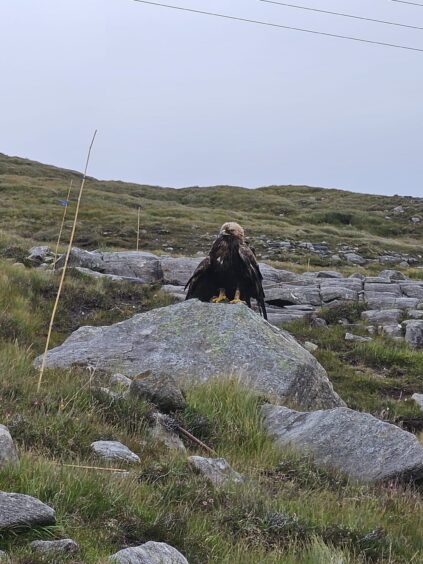 The eagle was found at the side of the road in Harris. 