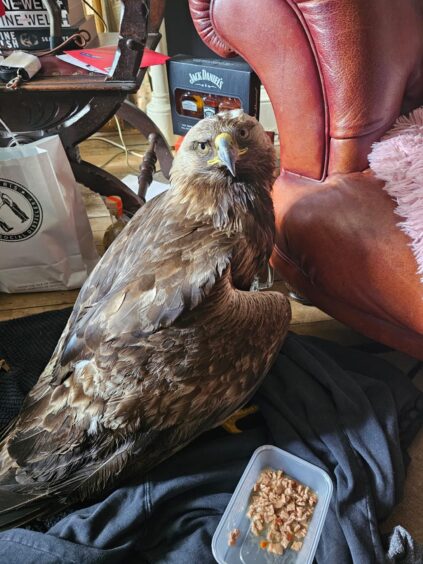 The golden eagle was taken to a house in Stornoway.