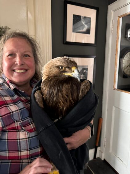 The eagle found on the Isle of Harris with its rescurer Tracey Dinner.