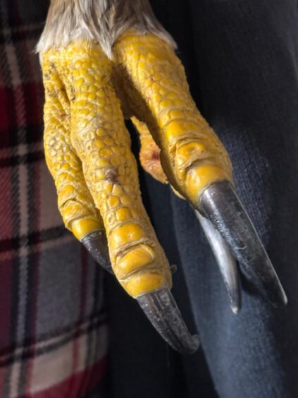 The golden eagle was taken to a house in Stornoway.