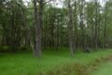 The fire started in Glengarry Forest near Loch Lochy. Image: Richard Webb/Geograph