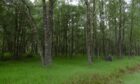 The fire started in Glengarry Forest near Loch Lochy. Image: Richard Webb/Geograph