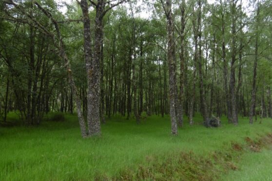 The fire started in Glengarry Forest near Loch Lochy. Image: Richard Webb/Geograph