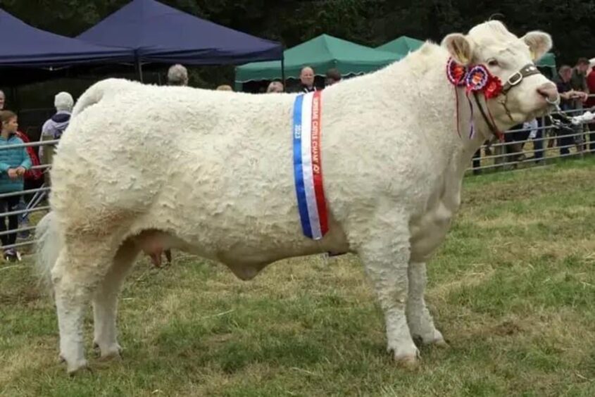 Last year's cattle champion, from AJR Farms.