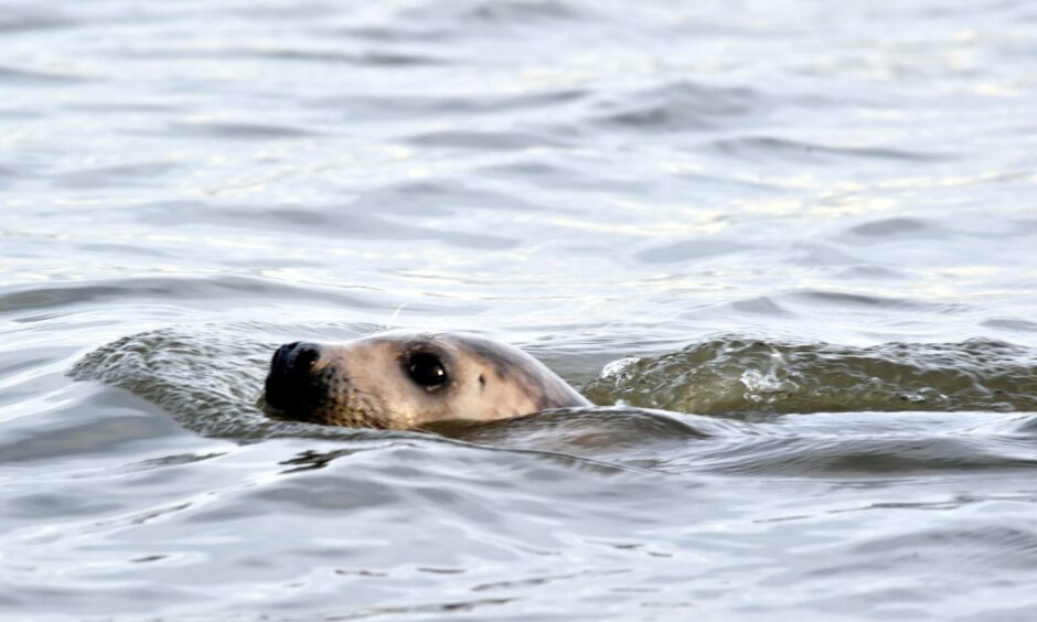 A grey seal at Newburgh beach. Image: Colin Rennie.