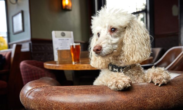 Does your go-to dog-friendly spot in Elgin feature in the list? Image: Shutterstock