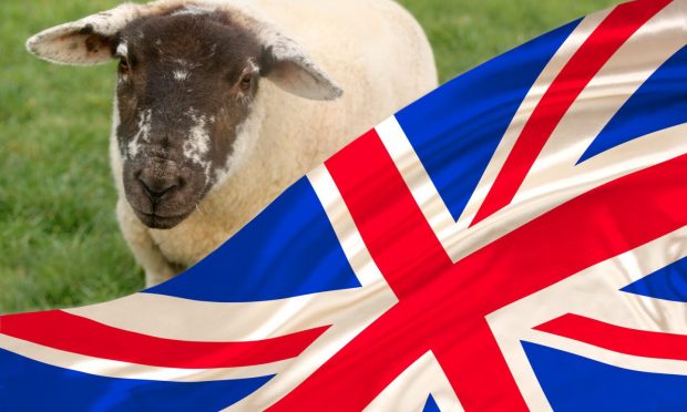 Union flag next to sheep