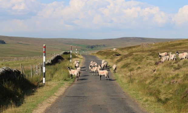 Sheep on a moorland road.