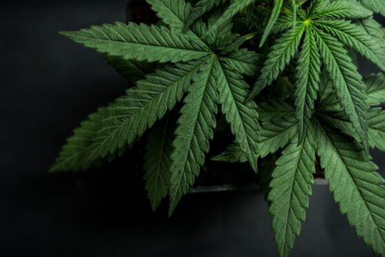 Pair avoid prison after they unwittingly sleep in home being used as £120,000 cannabis plantation. Image: Shutterstock.