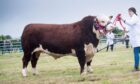 A three-year-old Hereford bull from the Poyser family of New Aberdour was show champion of champions.