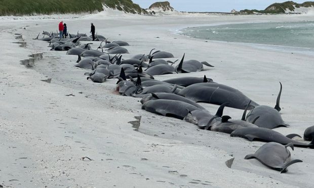 The stranding was reported at Tressness. Image:  British Divers Marine Life Rescue