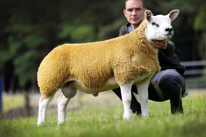 Wedderburn Highlander, sold by Sandy Hunter, of Huntly.