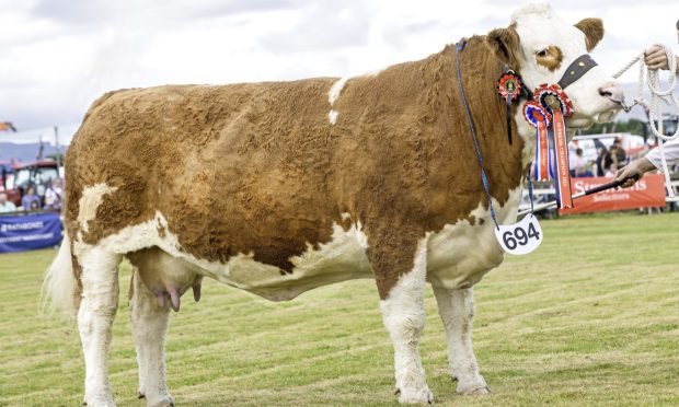 Black Isle Show;s overall champion cow Corskie Illusion.