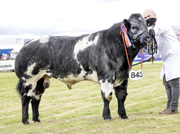 The any other beef breed champion, a British Blue bull, Coul Blue Thunder Flash, from Coul Estate Partnership.