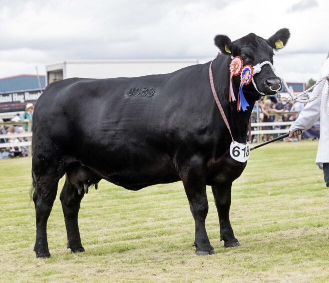 Aberdeen-Angus champion cow Balavil House Rosie.