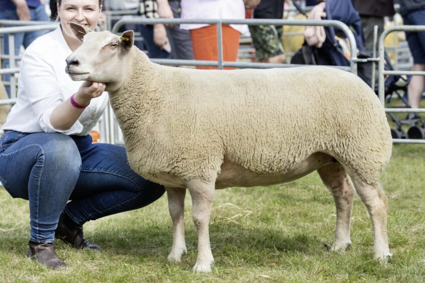 The Charollais and sheep interbreed champion from W&C Ingram. 