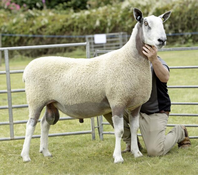 The Bluefaced Leicester champion from Matthew Seed.