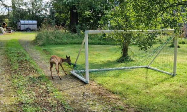 Deer stuck in football goal net