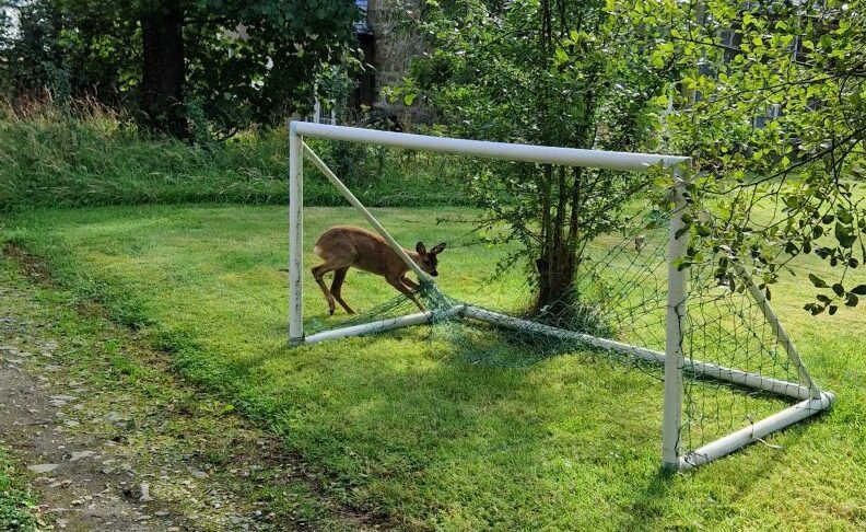 Deer caught in football goal net