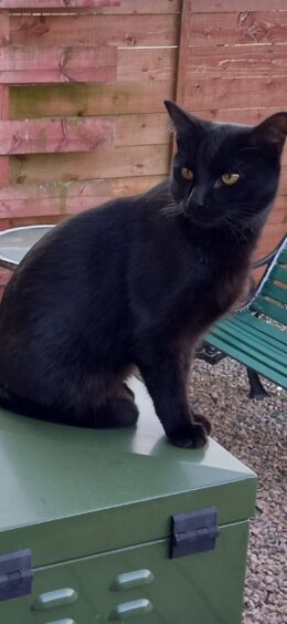 Black cat Alfie pictured on top of a green metal box in the garden.