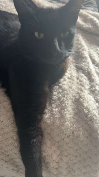 Alfie pictures on cream bed covers