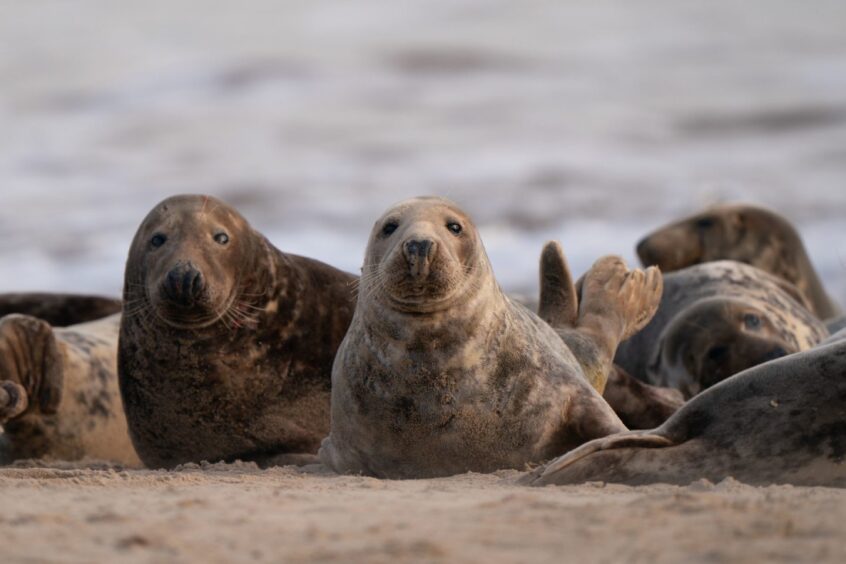 Seals on a beach with the sea in the background.