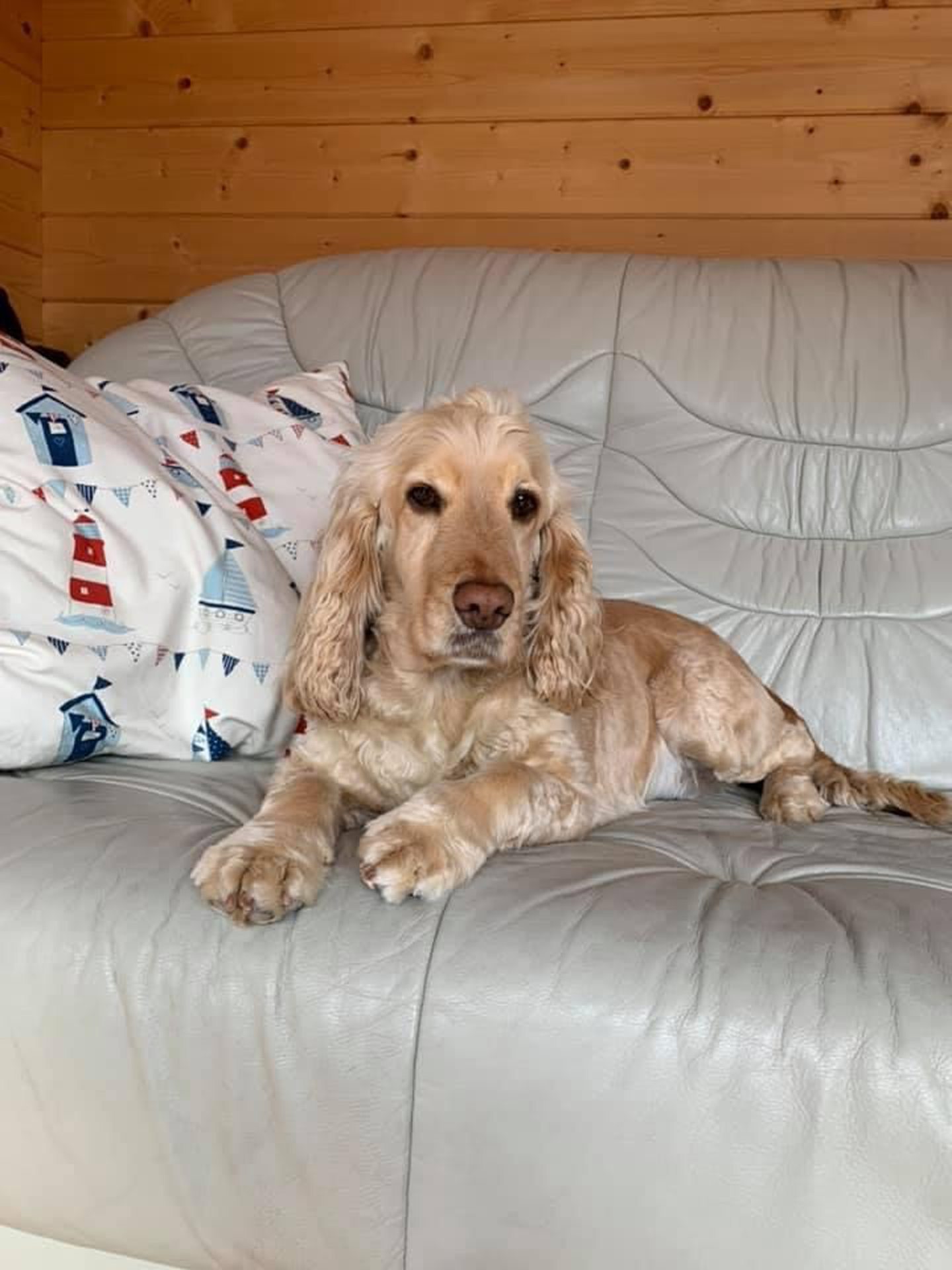 Buddy, the dog that helped his owner through a broken heart, in his home in MacDuff