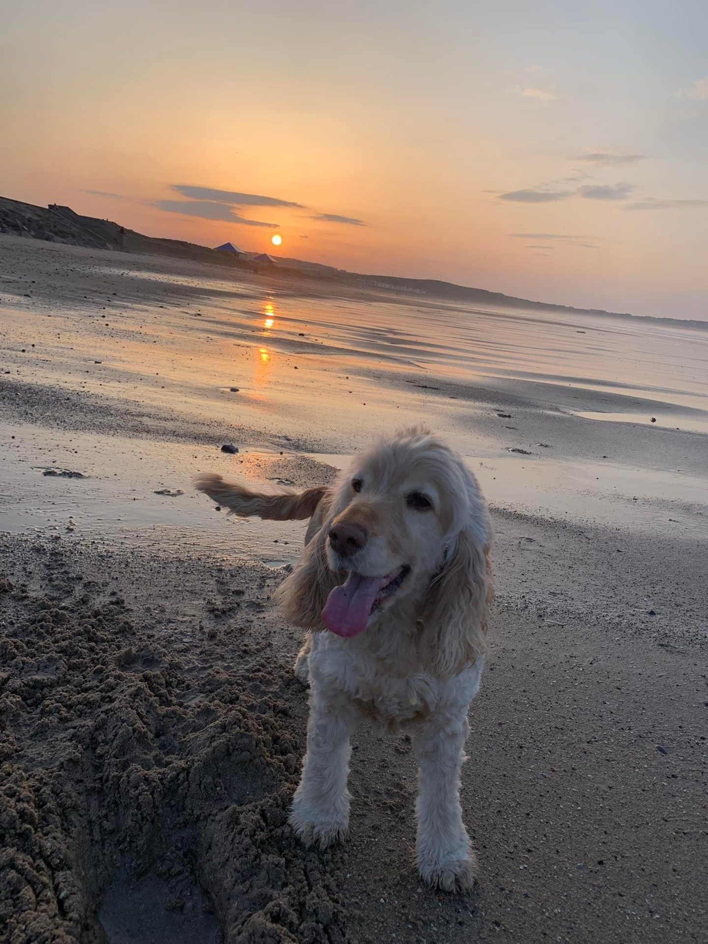 Buddy, the dog that helped his owner through a broken heart, at the beach