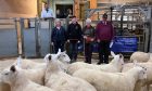 in the show ring are gimmer judge Jan Hamilton, Mason Macleod of Gow Transport, and champion pen winners Heather & Willie Stewart.