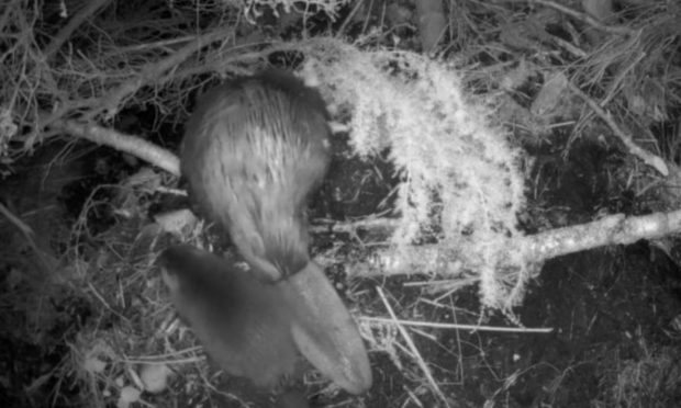 The kits are the first beavers born in the Cairngorms in 400 years. Image: Supplied by Cairngorms National Park.