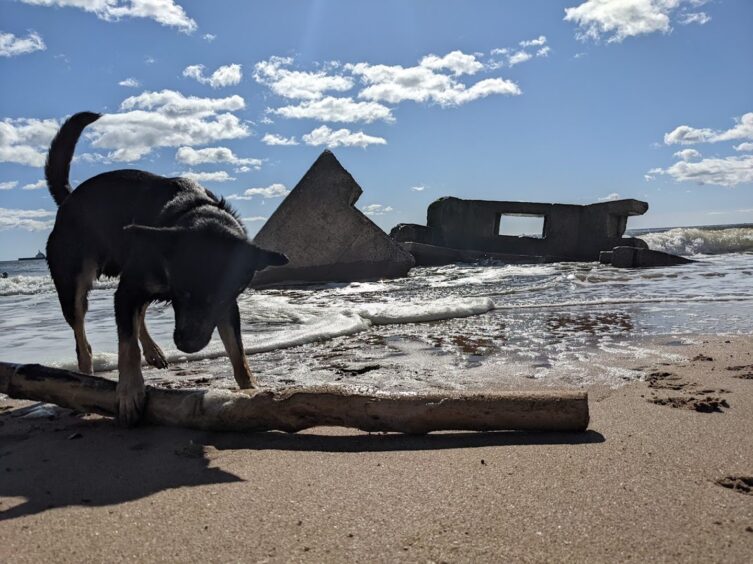 Chippy the dog by a pillbox on Donmouth Beach