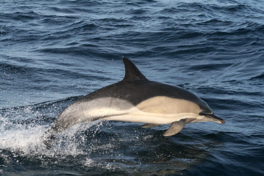 Dolphins swimming around Hebrides.