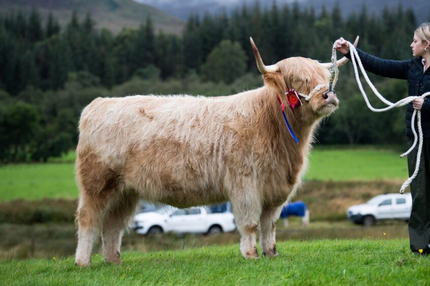 The Highland cattle champion from Iain MacKay.