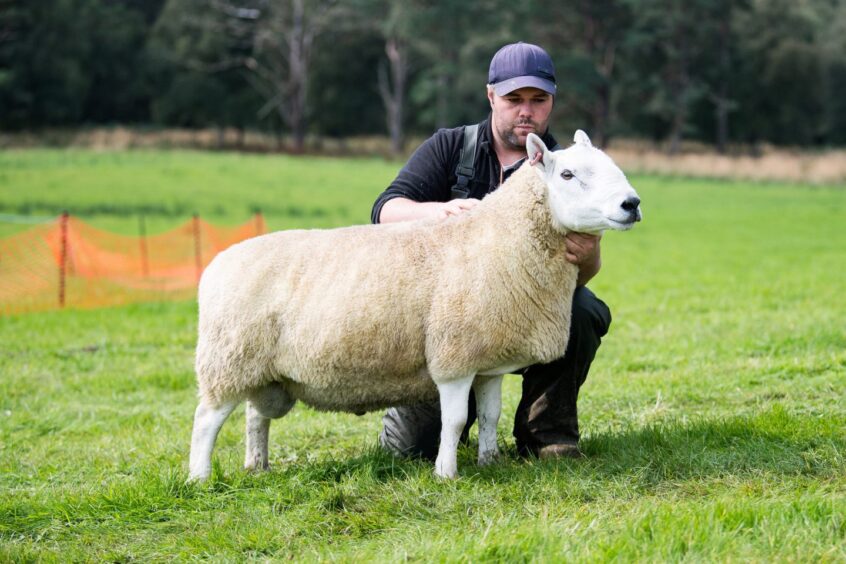 The North Country Cheviot from David Maclean. 