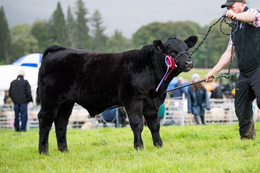 The supreme beef winner, an Aberdeen-Angus from Ewen Campbell.