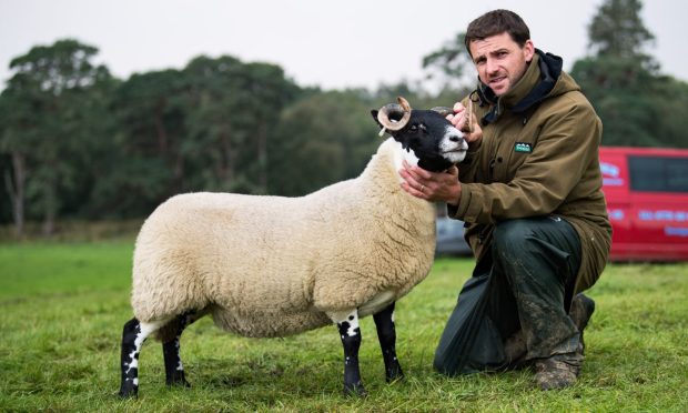 Overall show champion was this Blackface from Fulton Ronald.