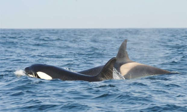 Killer whales spotted in southern Moray Firth. Image: Cetacean Research & Rescue Unit (CRRU)