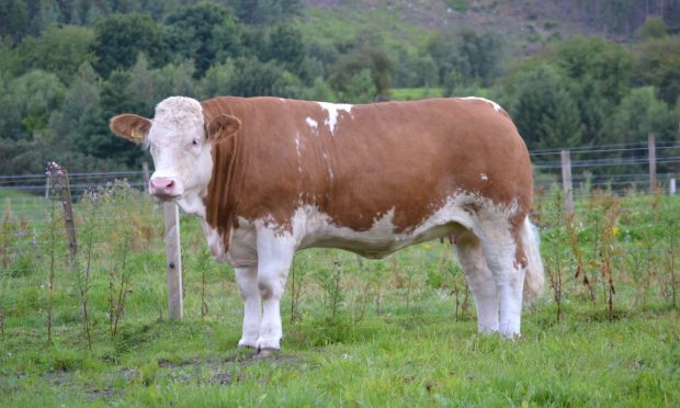 Delfur Weigela N12, the October 2022-born heifer from Delfur Farms, near Rothes.